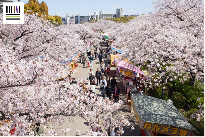造幣局　桜の通り抜け